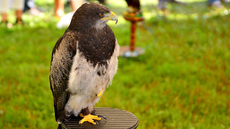 Kordillerenadler (1).jpg